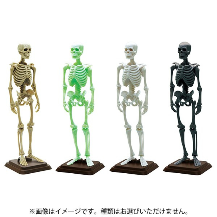 Natural History Modelling Club Vol.1 - 1/12 Human Skeleton II SO-TA