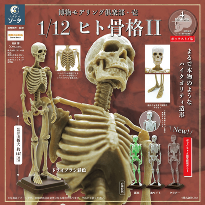 Natural History Modelling Club Vol.1 - 1/12 Human Skeleton II SO-TA