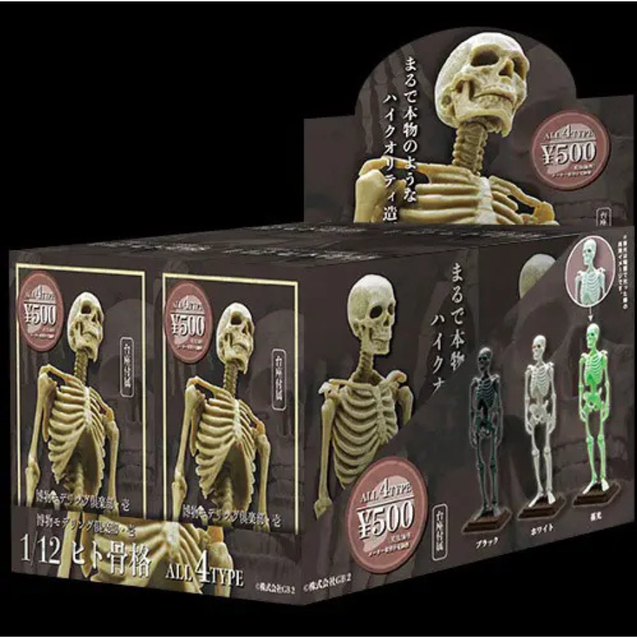 Natural History Modelling Club Vol.1 - 1/12 Human Skeleton II SO-TA